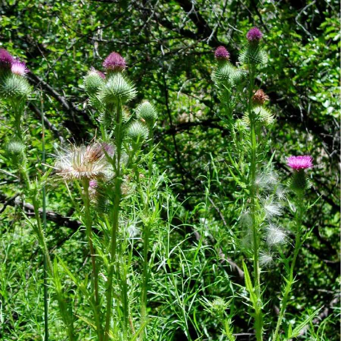 Bull thistle