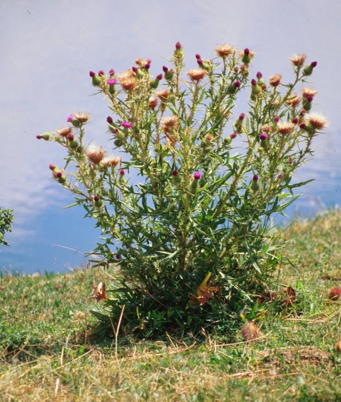 Bull thistle