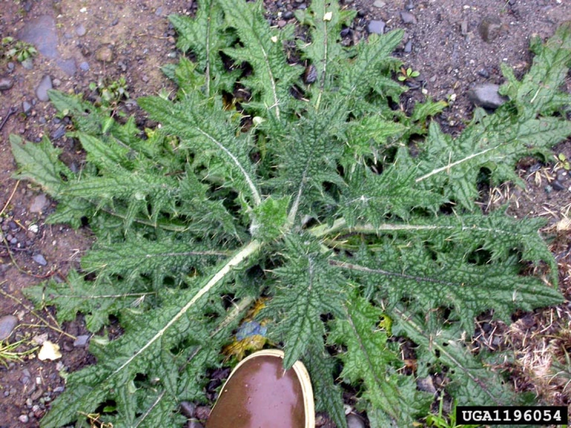 Bull thistle basal rosette