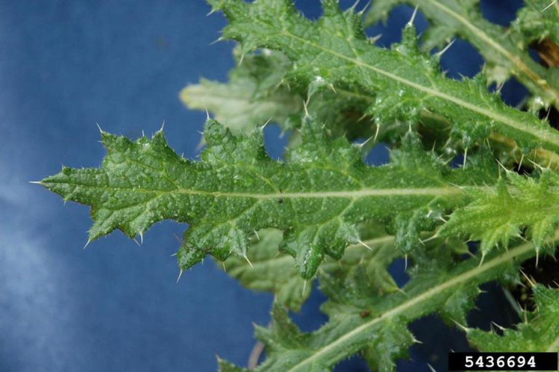 Bull thistle leaves