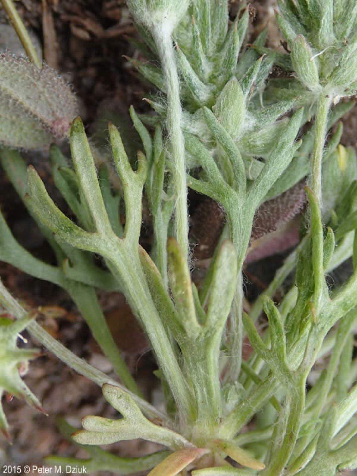 Stems and foliage