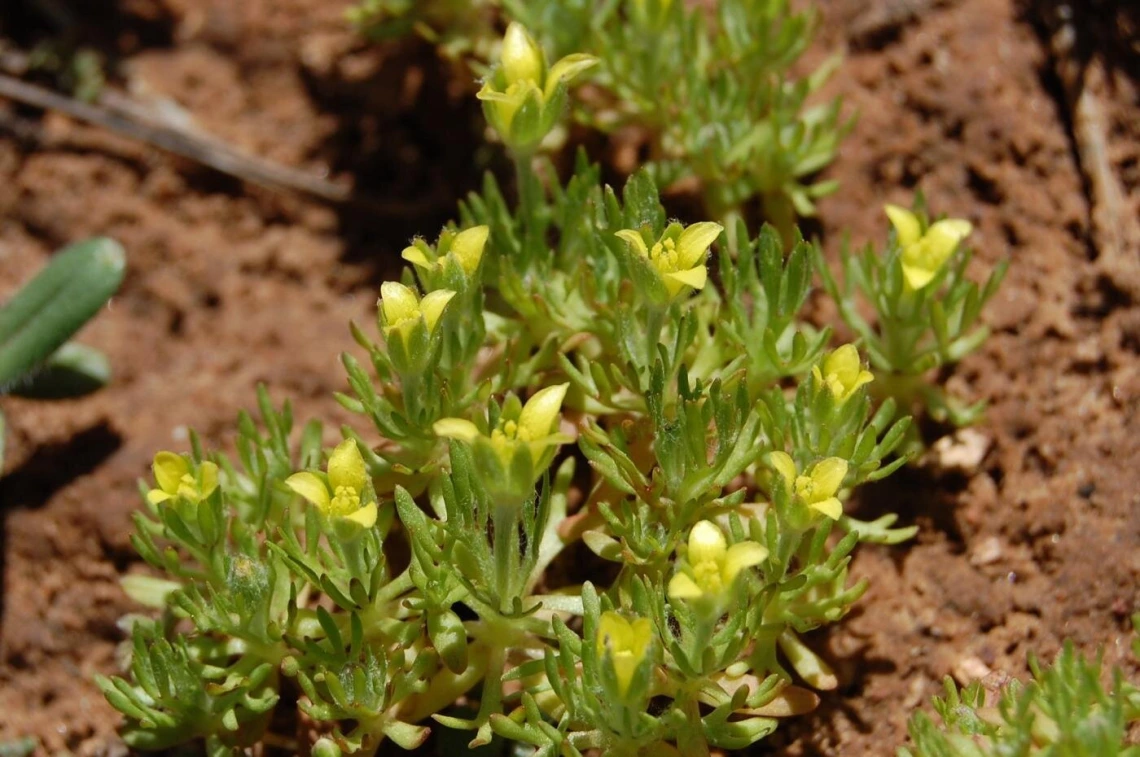 Blossoming bur buttercup