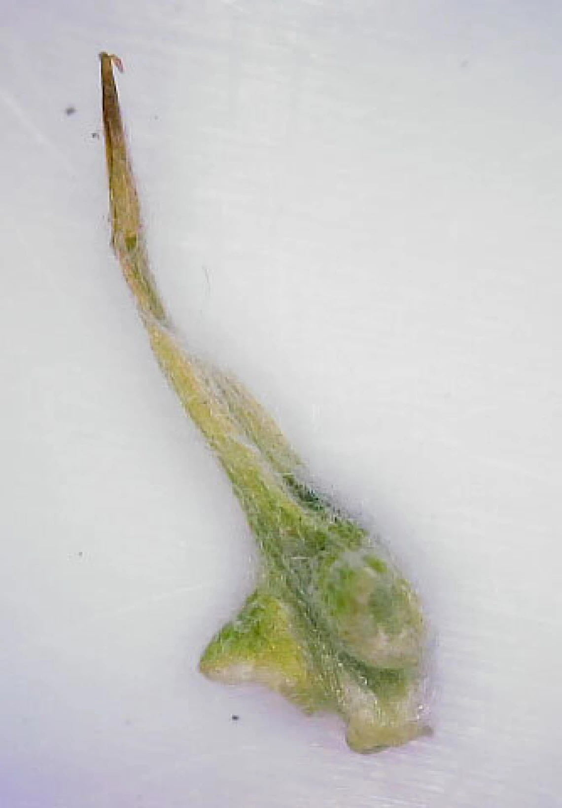 Part of bur containing seeds