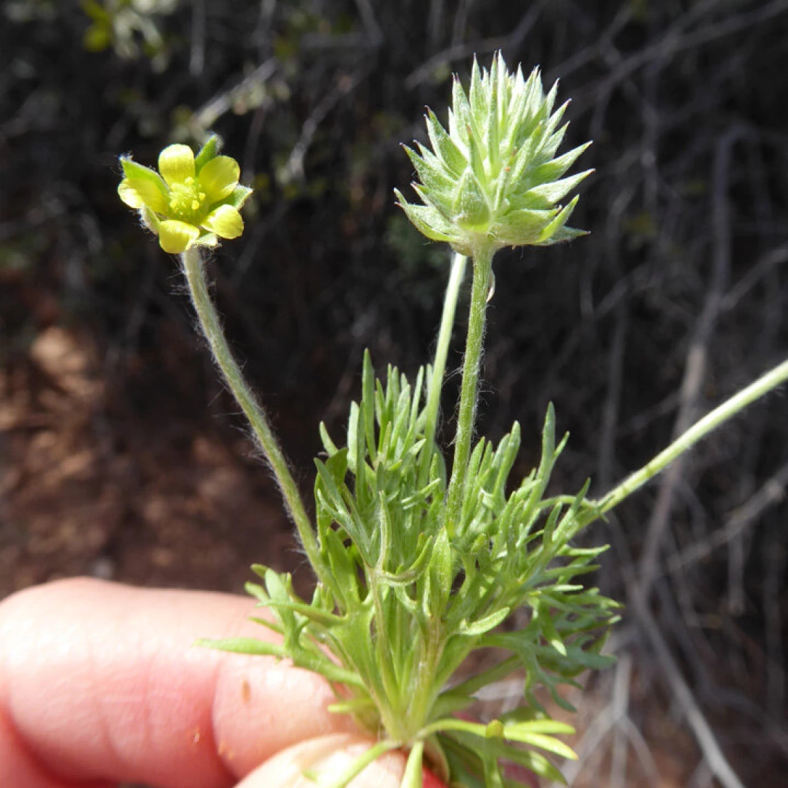 Flower, fruit (bur), and foliage