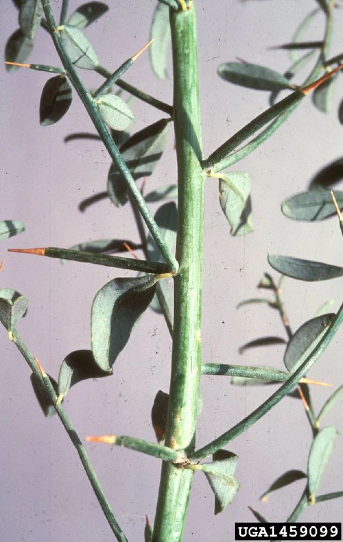 Camelthorn leaves and thorns