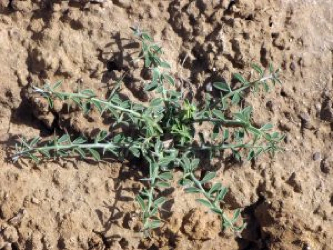 Camelthorn basal rosette