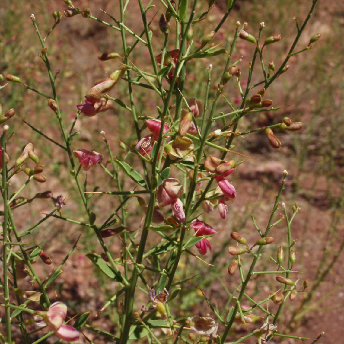 Camelthorn flowers