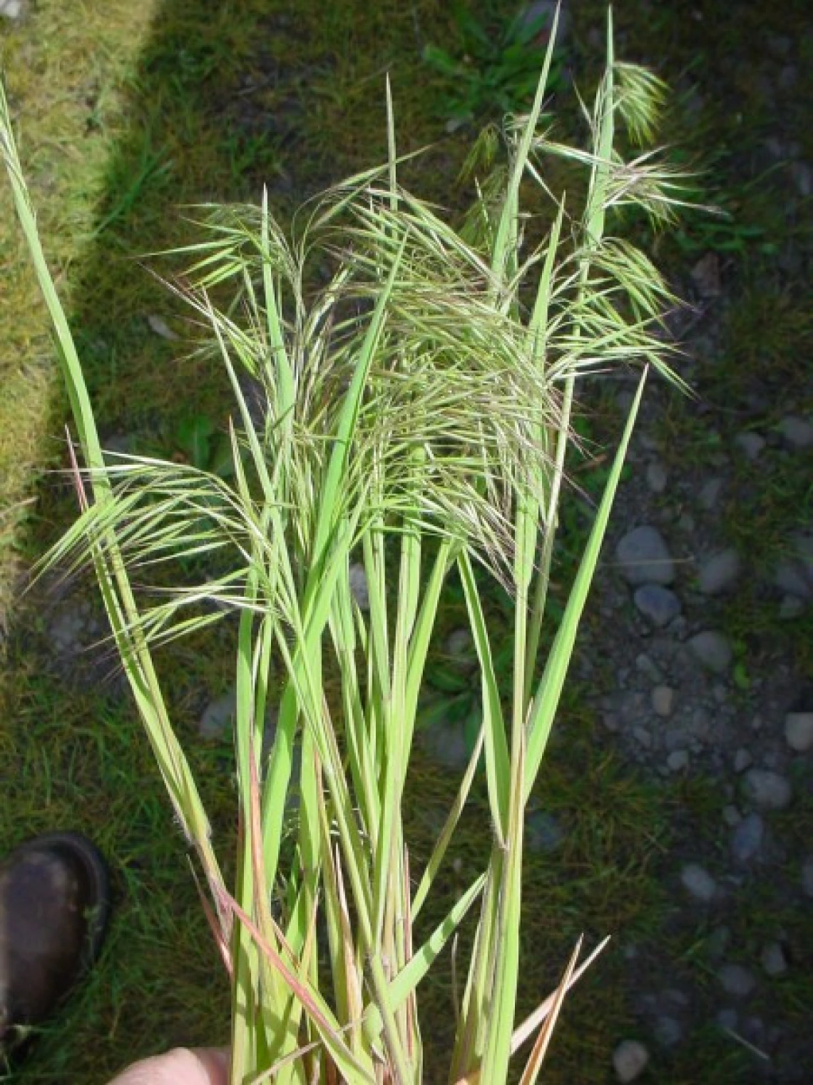 Cheatgrass seed heads