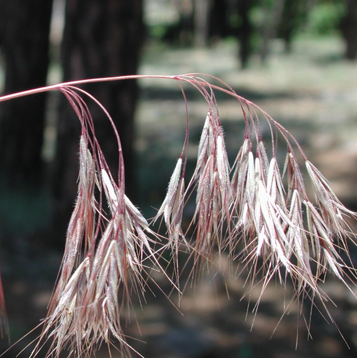 Fully mature cheatgrass seed heads