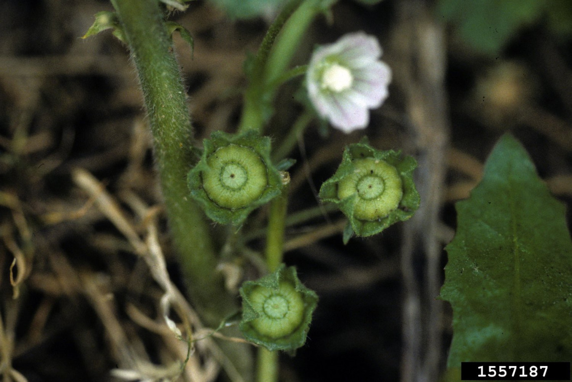 Cheeseweed fruit