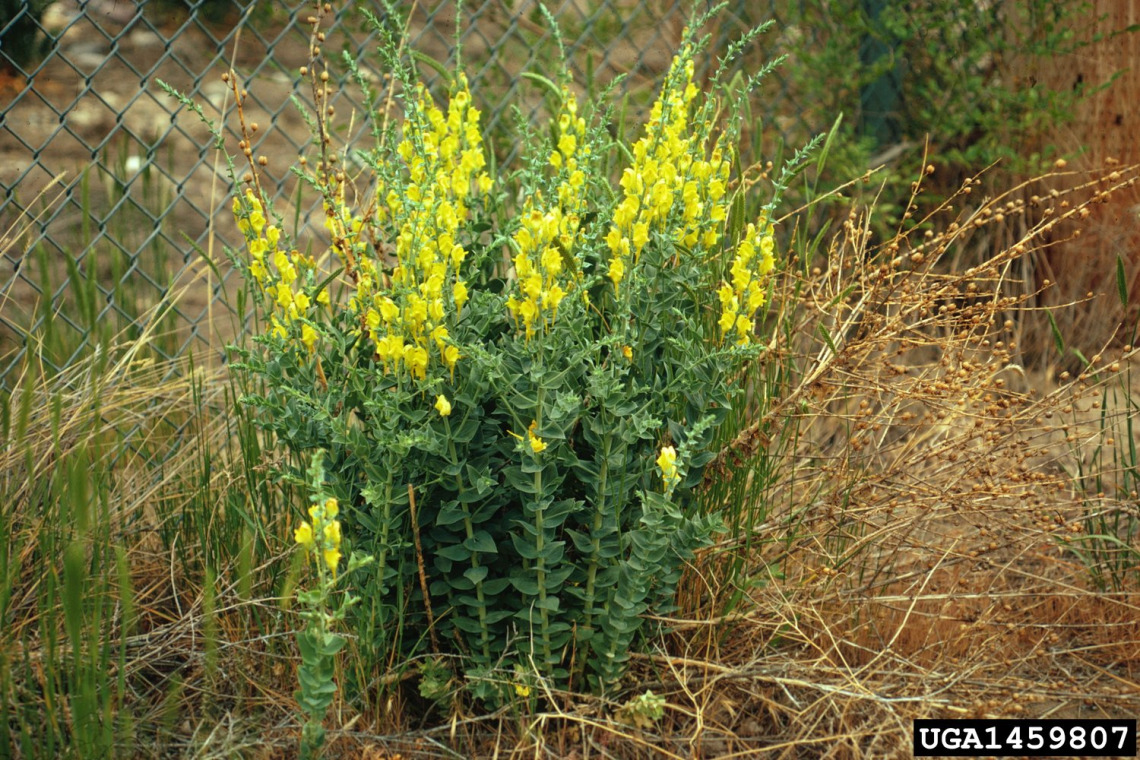 Dalmatian toadflax