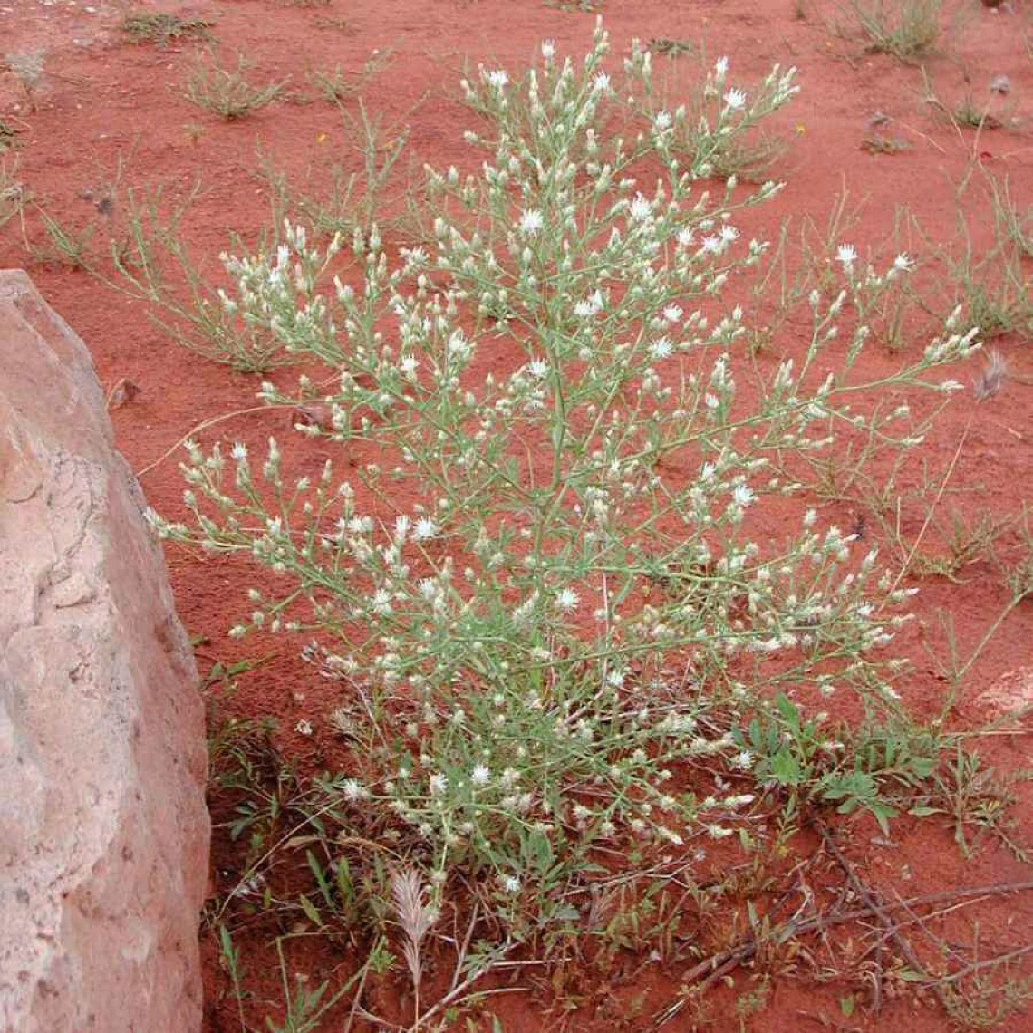 Diffuse knapweed habit