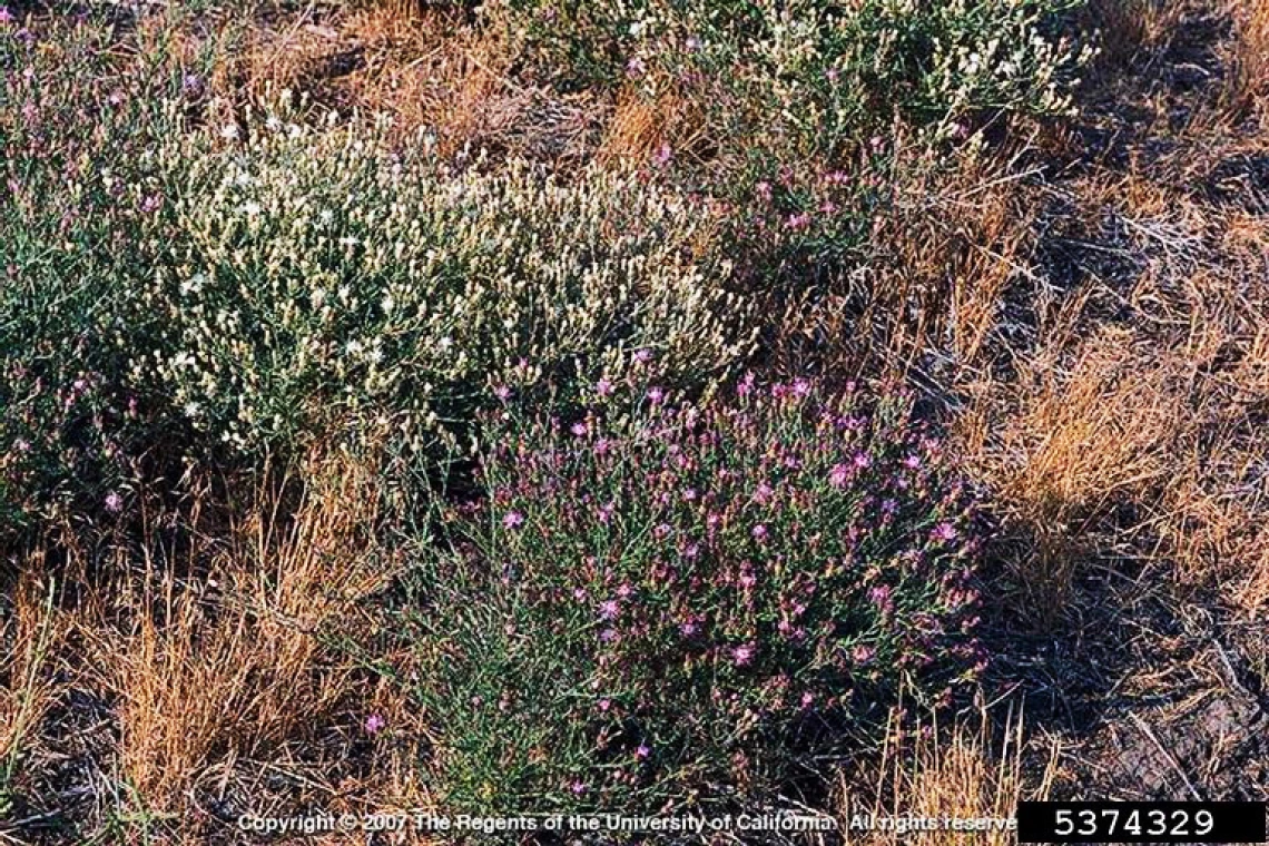 Diffuse knapweed two colors