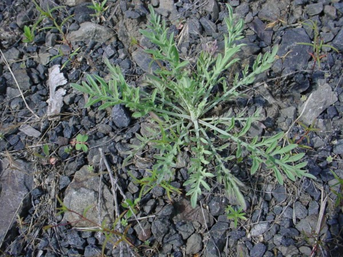 Diffuse knapweed rosette