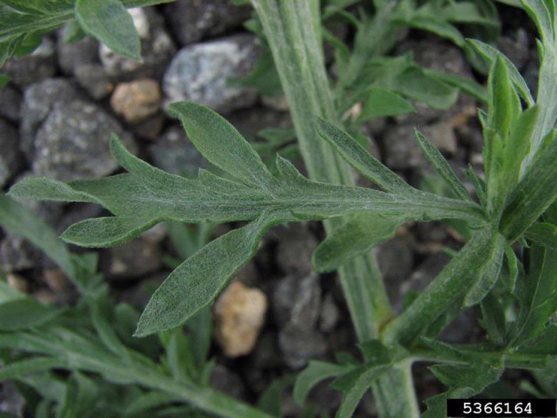 Diffuse knapweed leaves