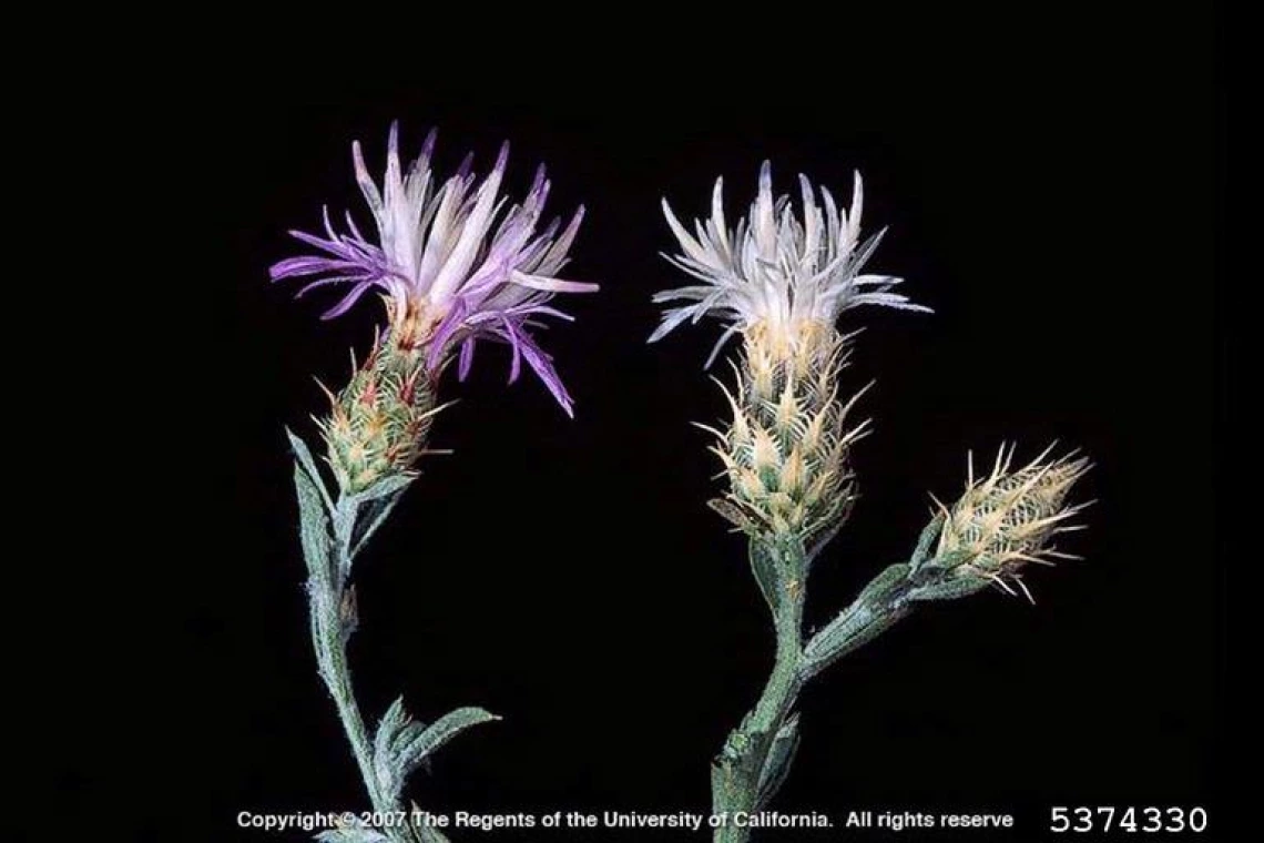 Diffuse knapweed white and purple