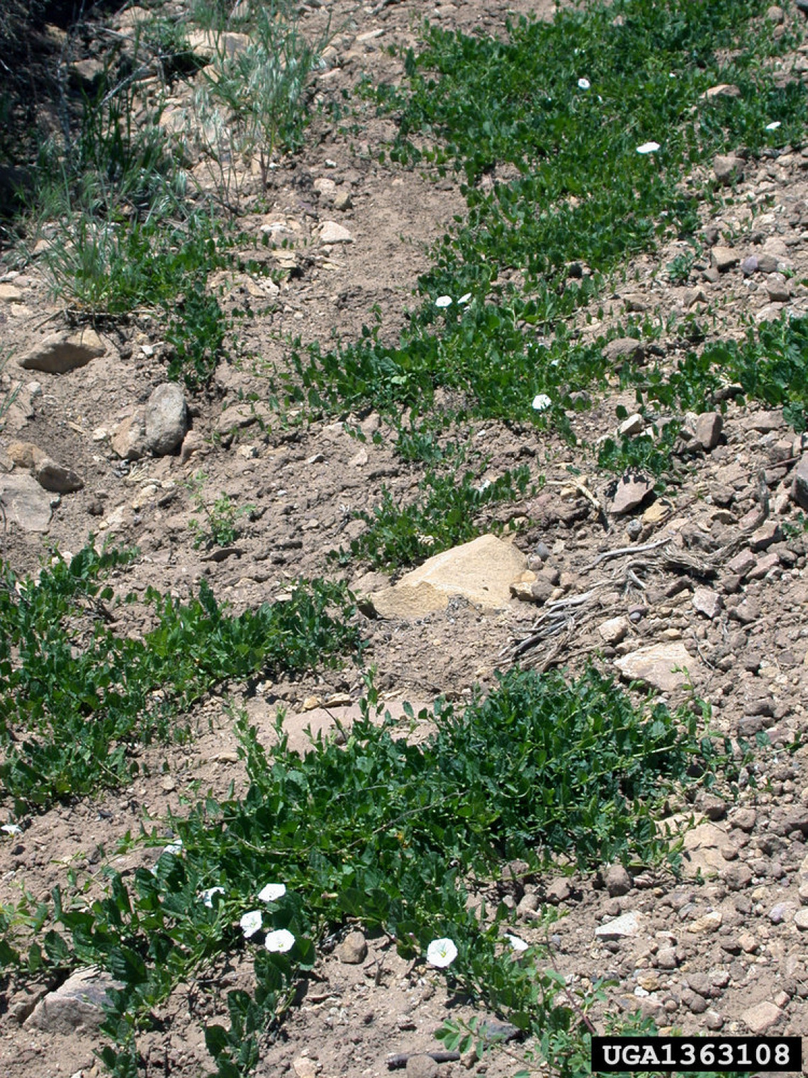 Field bindweed habit