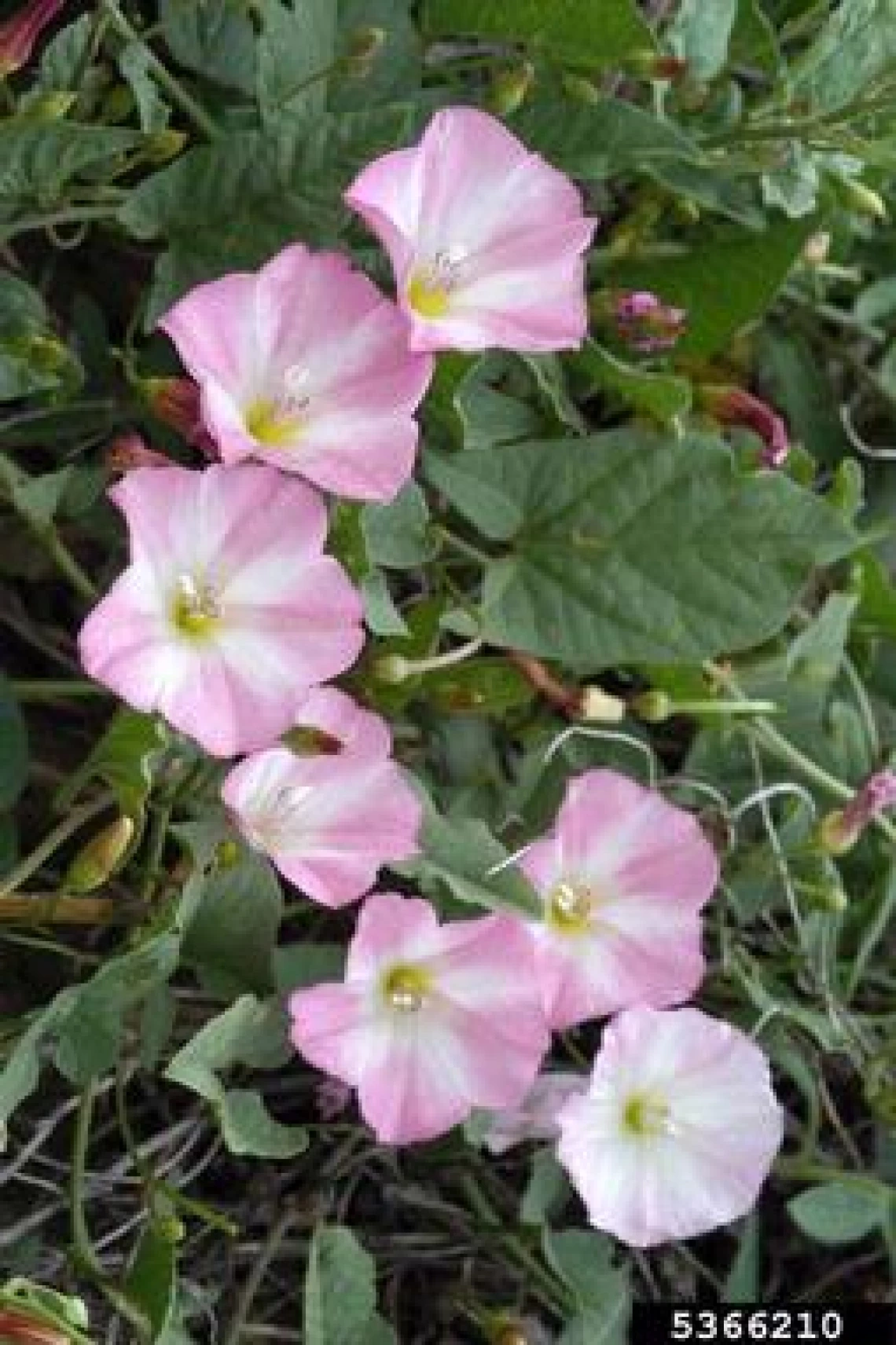 Bindweed flowers and leaves