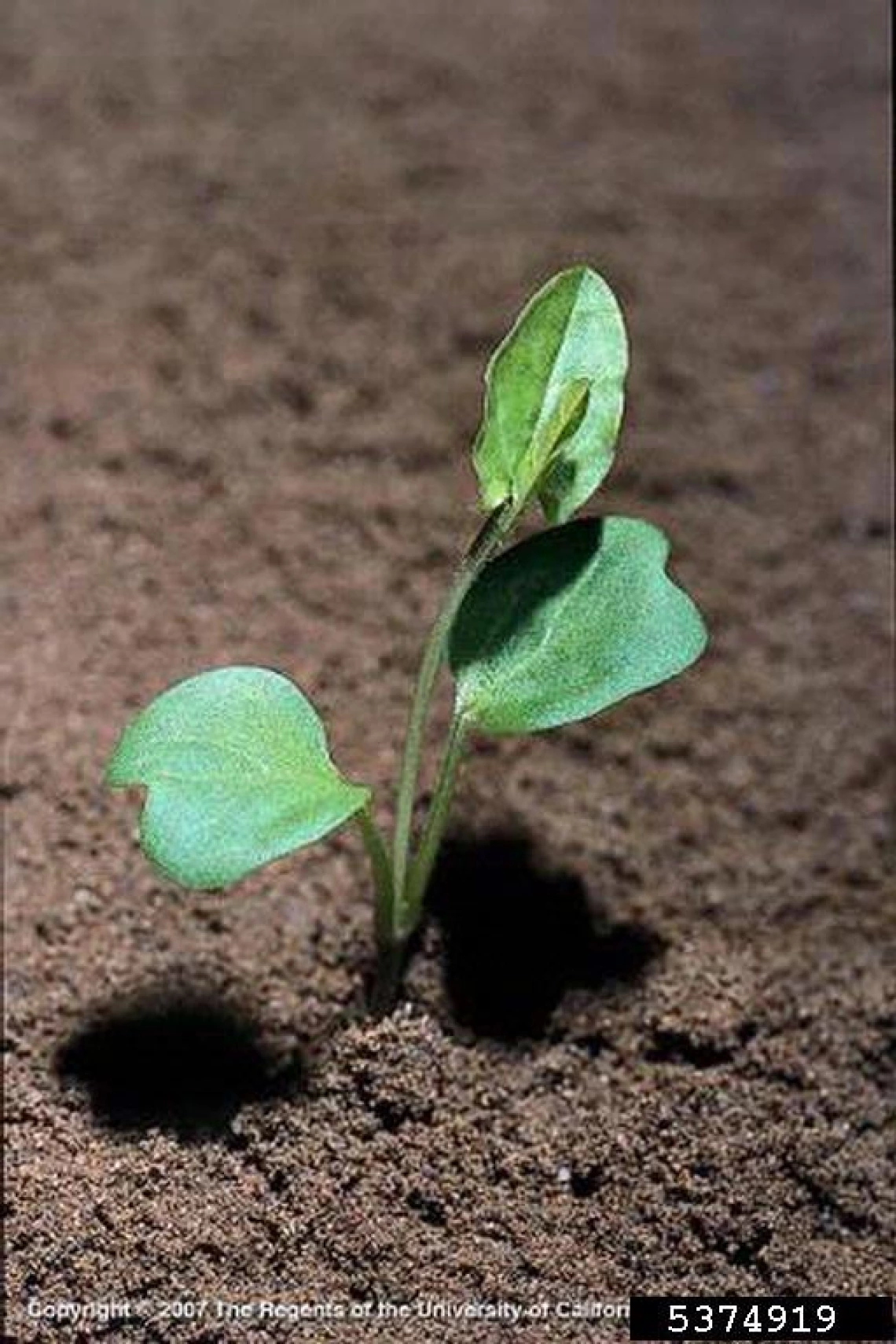 Field bindweed seedling