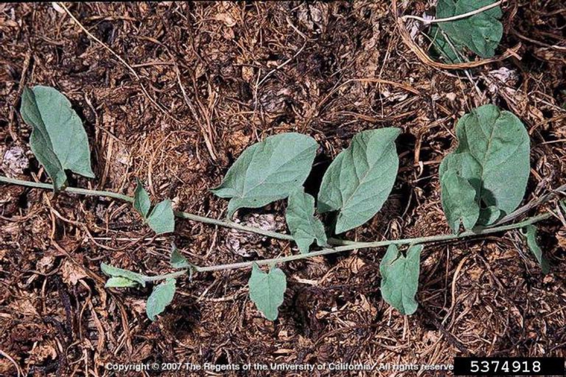 Field bindweed foliage