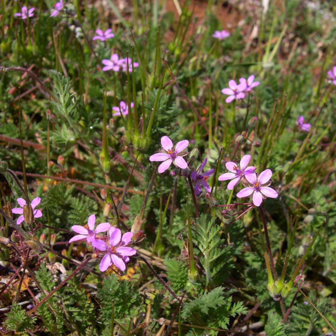 Filaree habit