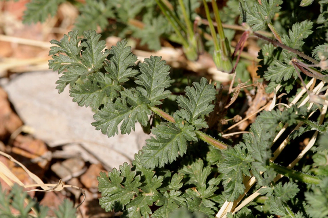 Filaree dissected leaf