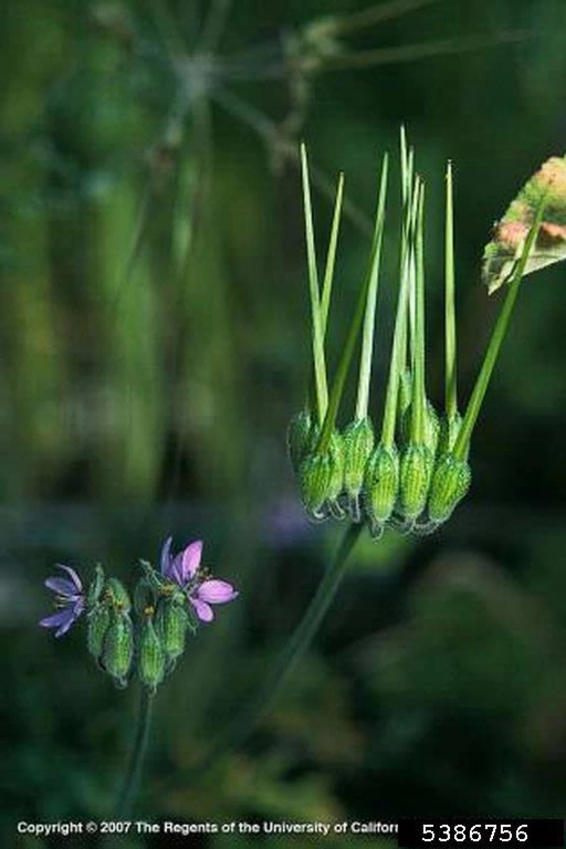 Elongated fruit suggesting cranesbill or storksbill