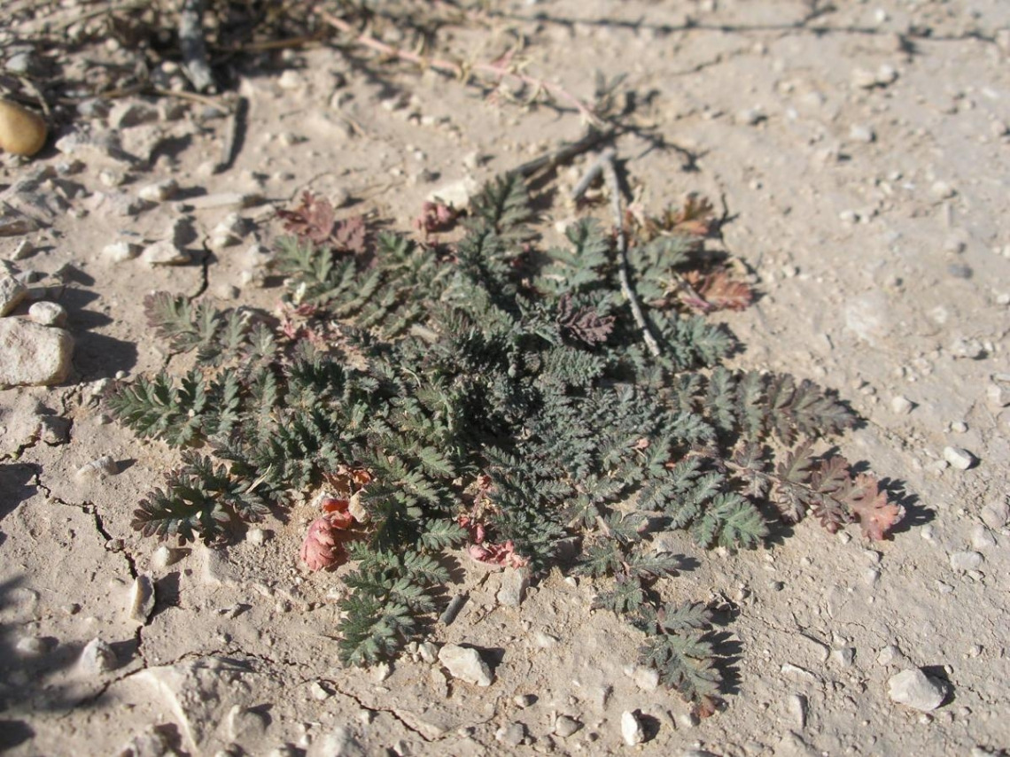 Filaree basal rosette