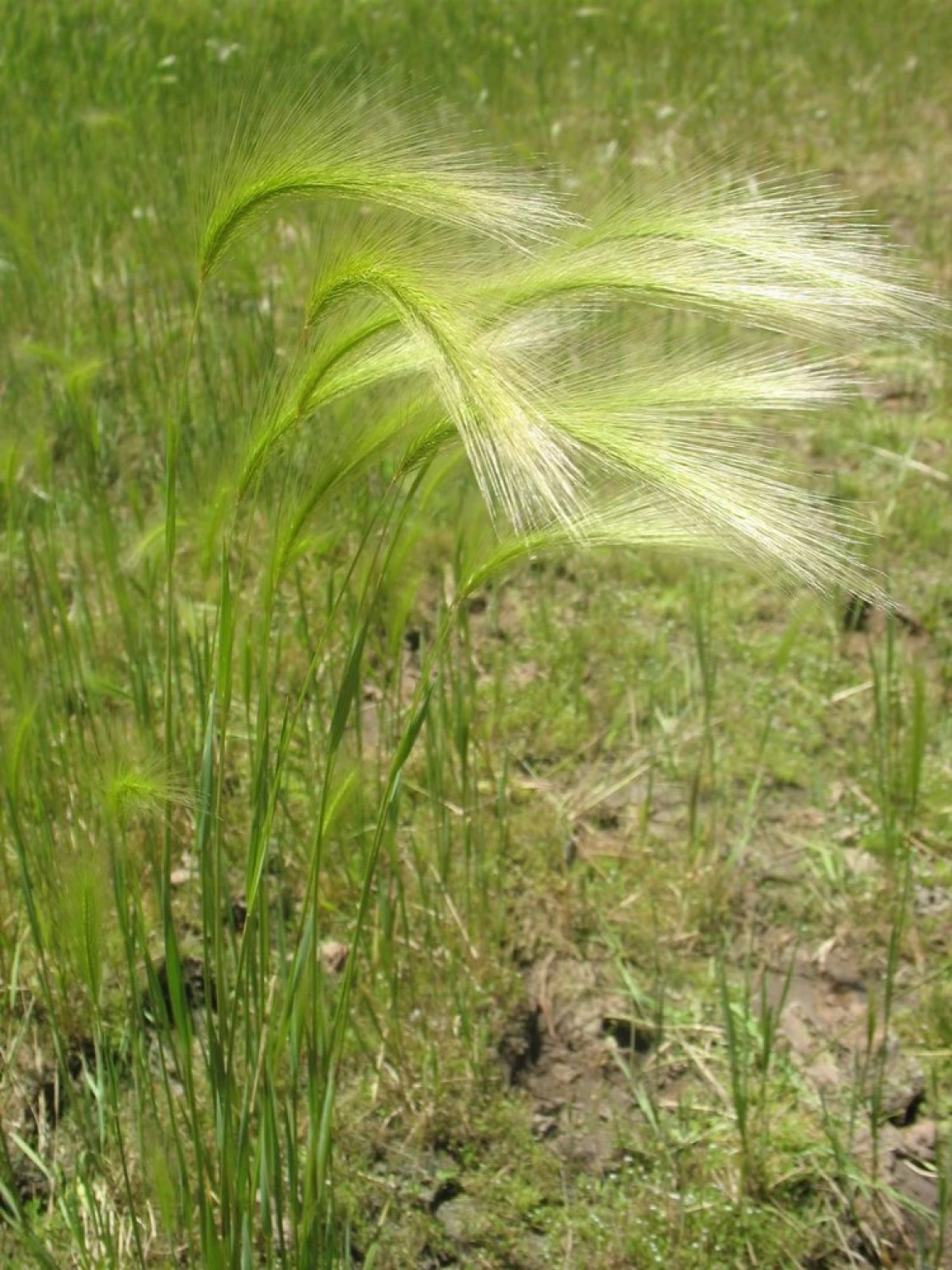 Foxtail barley seed heads