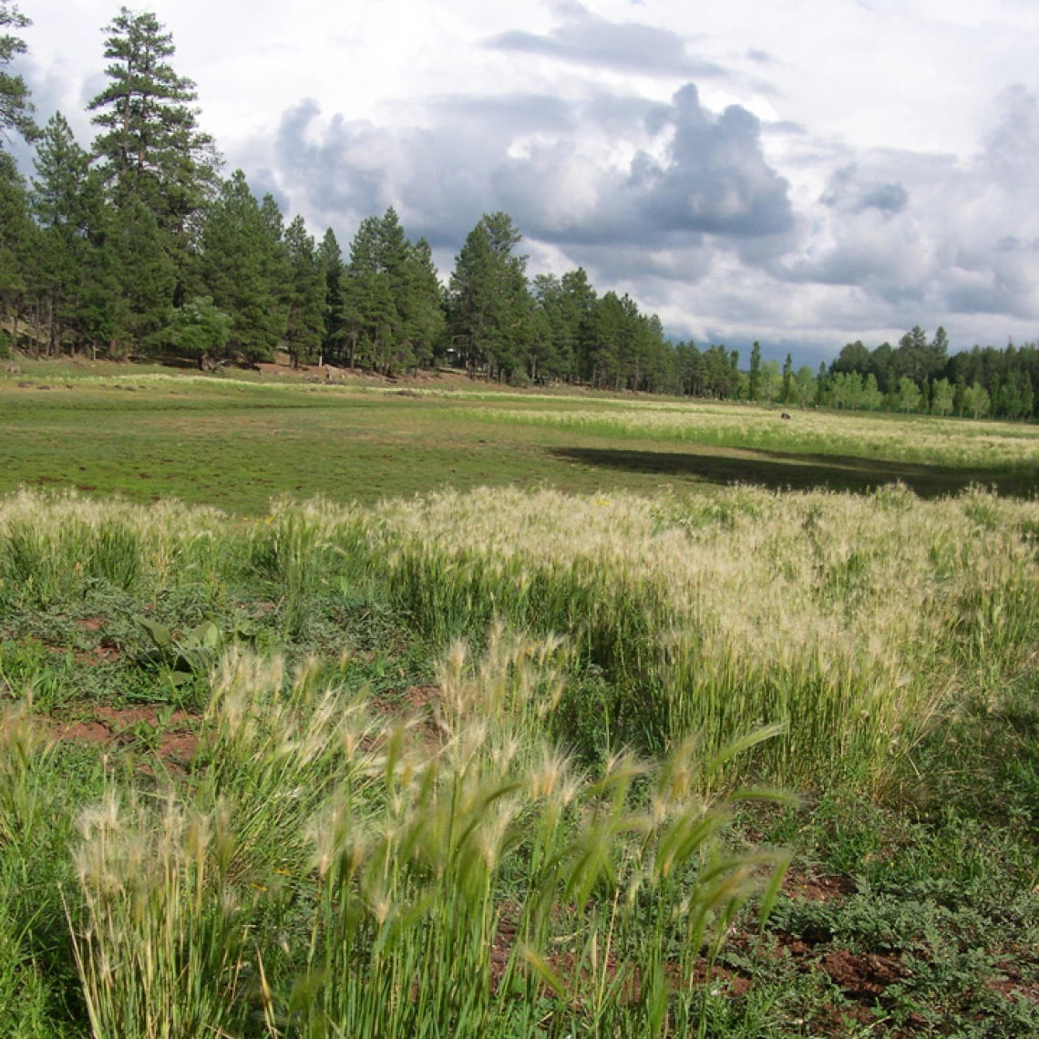 Foxtail barley is often found near water