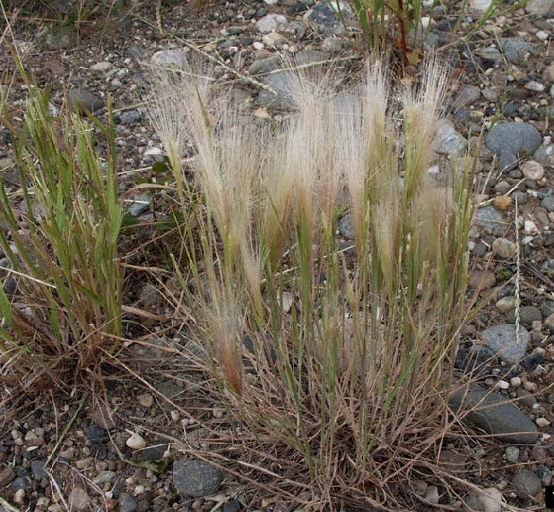 Foxtail barley habit