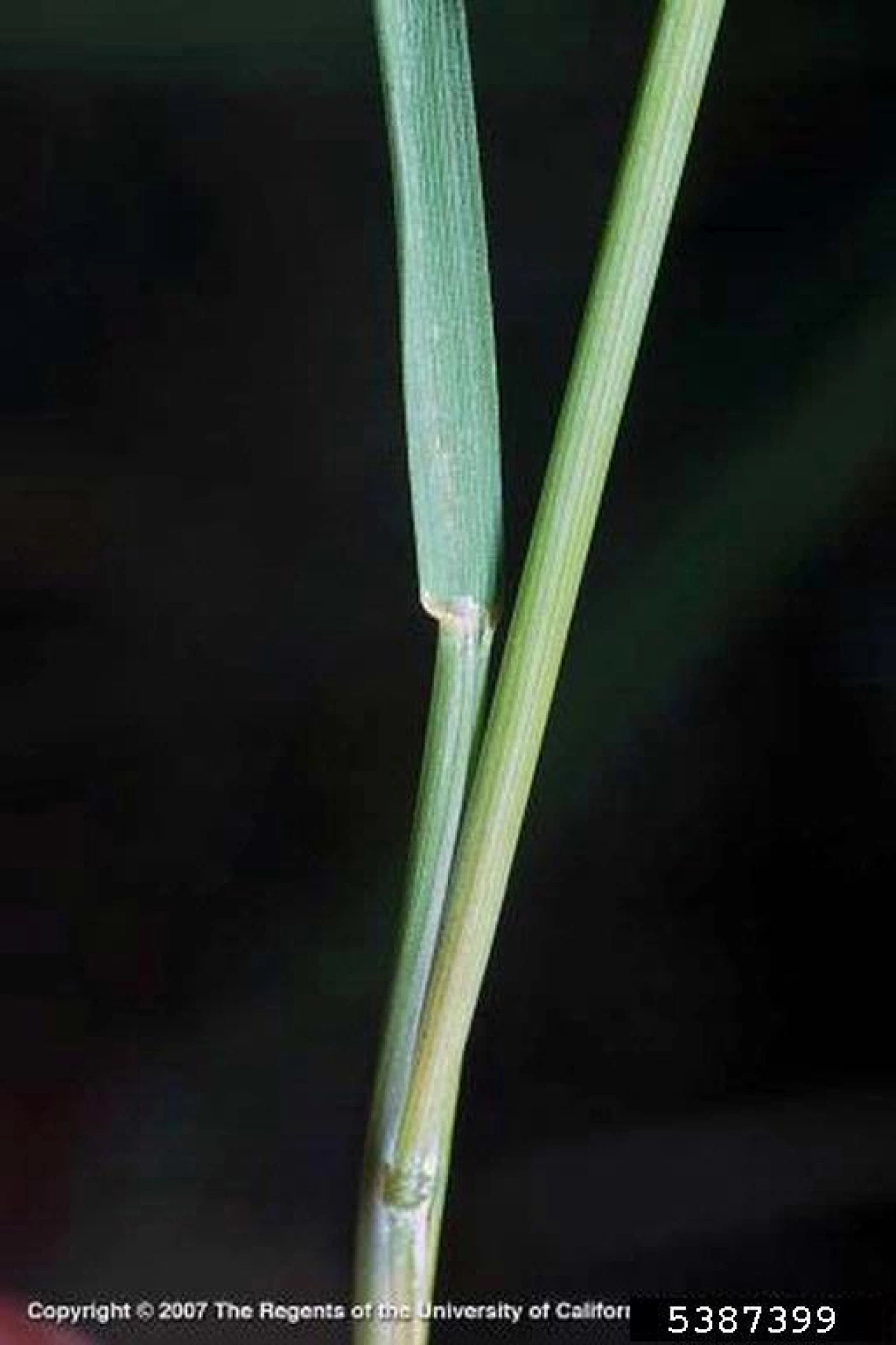 Foxtail barley stem