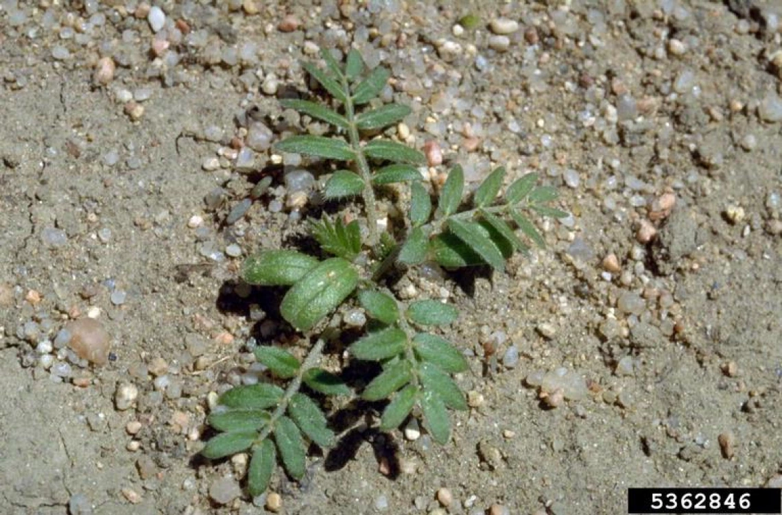 Goathead seedling