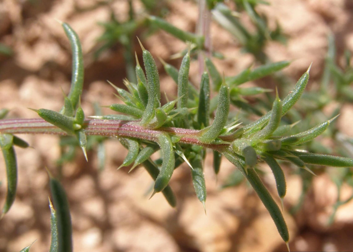 Halogeton foliage