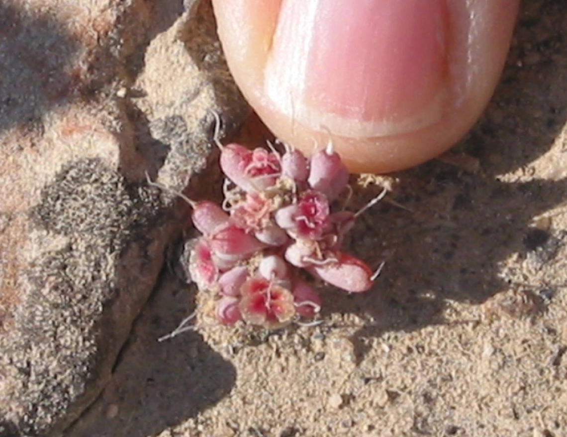 Halogeton seedling