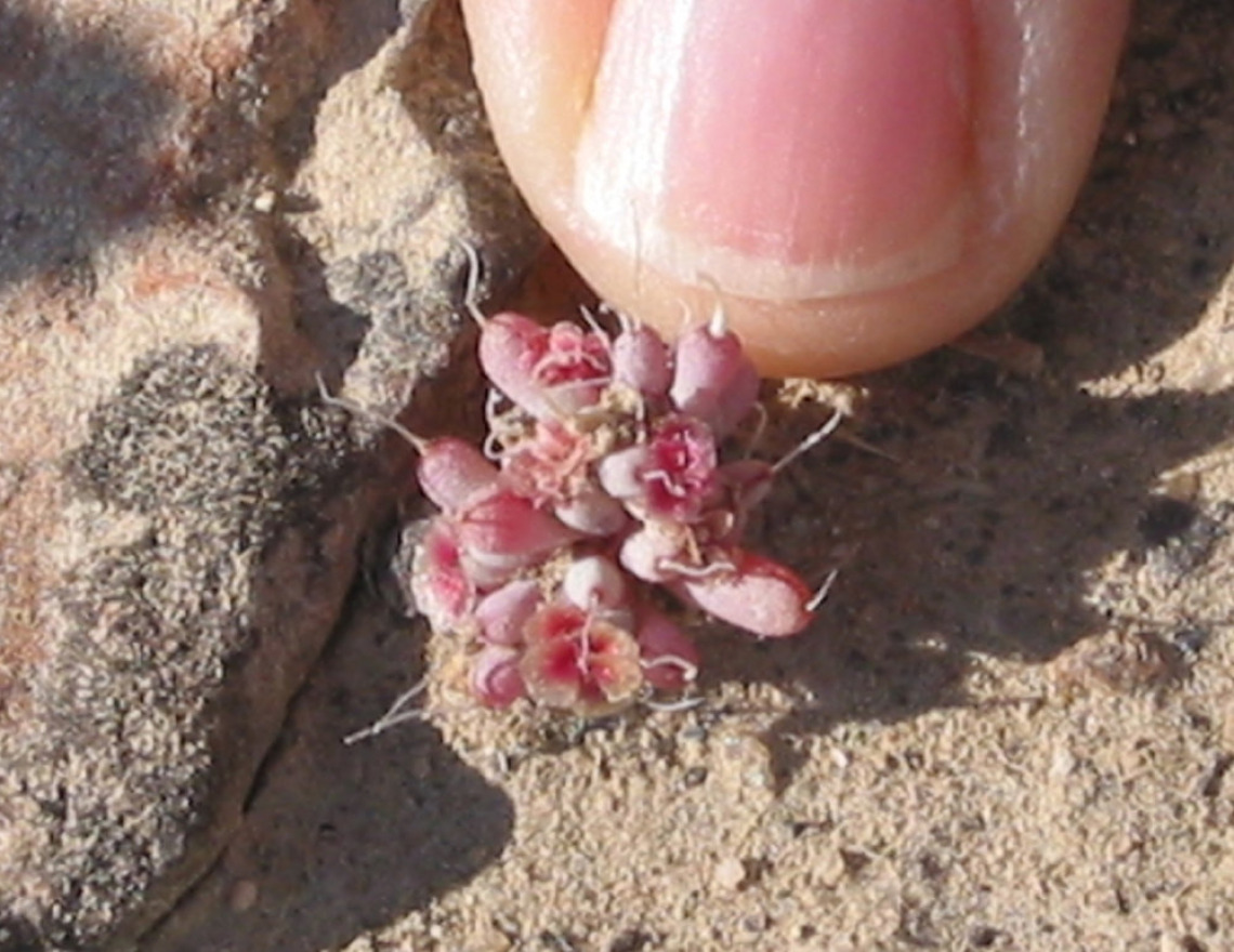 Halogeton seedling