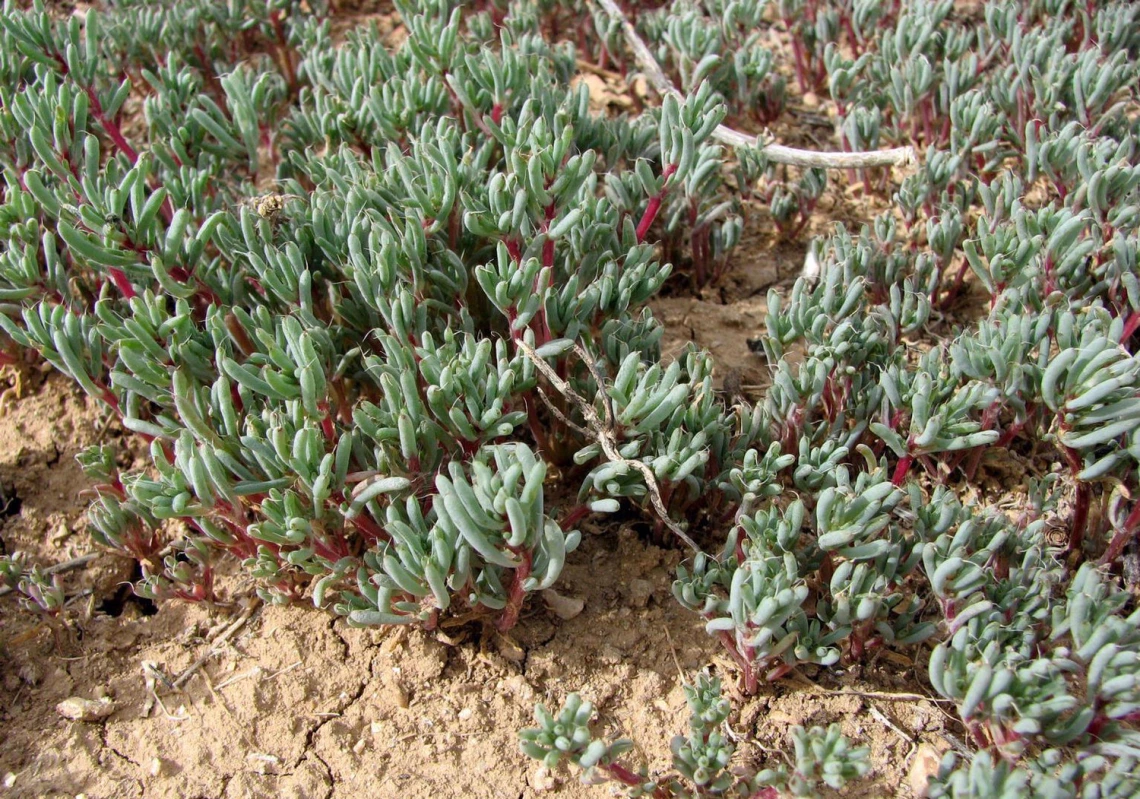 Young halogeton plants