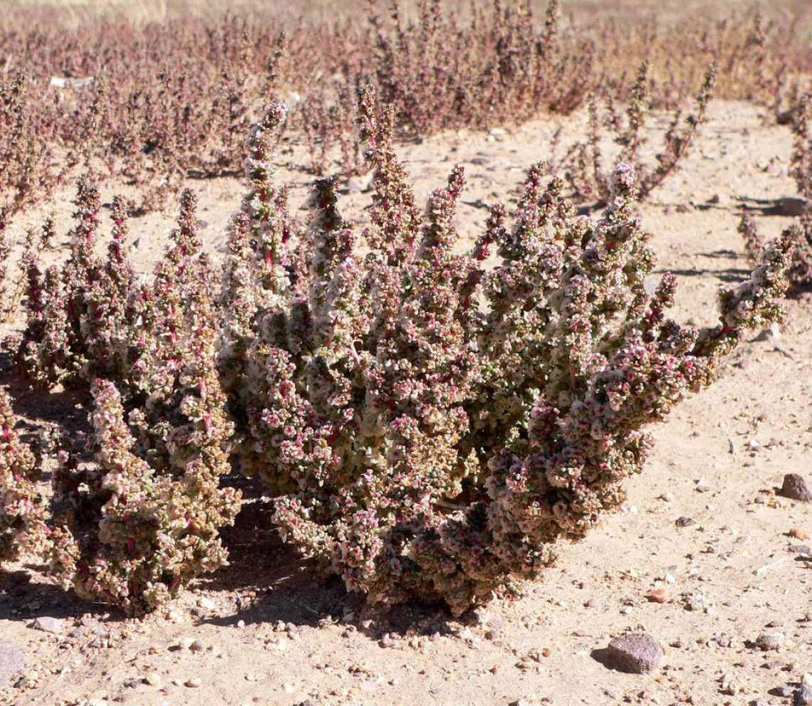 Halogeton infestation, shown in flowering growth stage in typical habitat