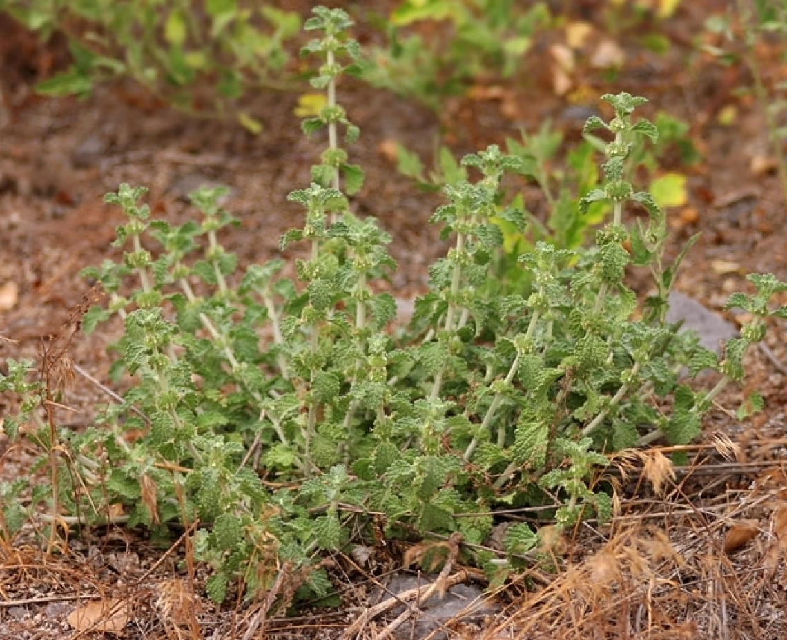 Horehound habit