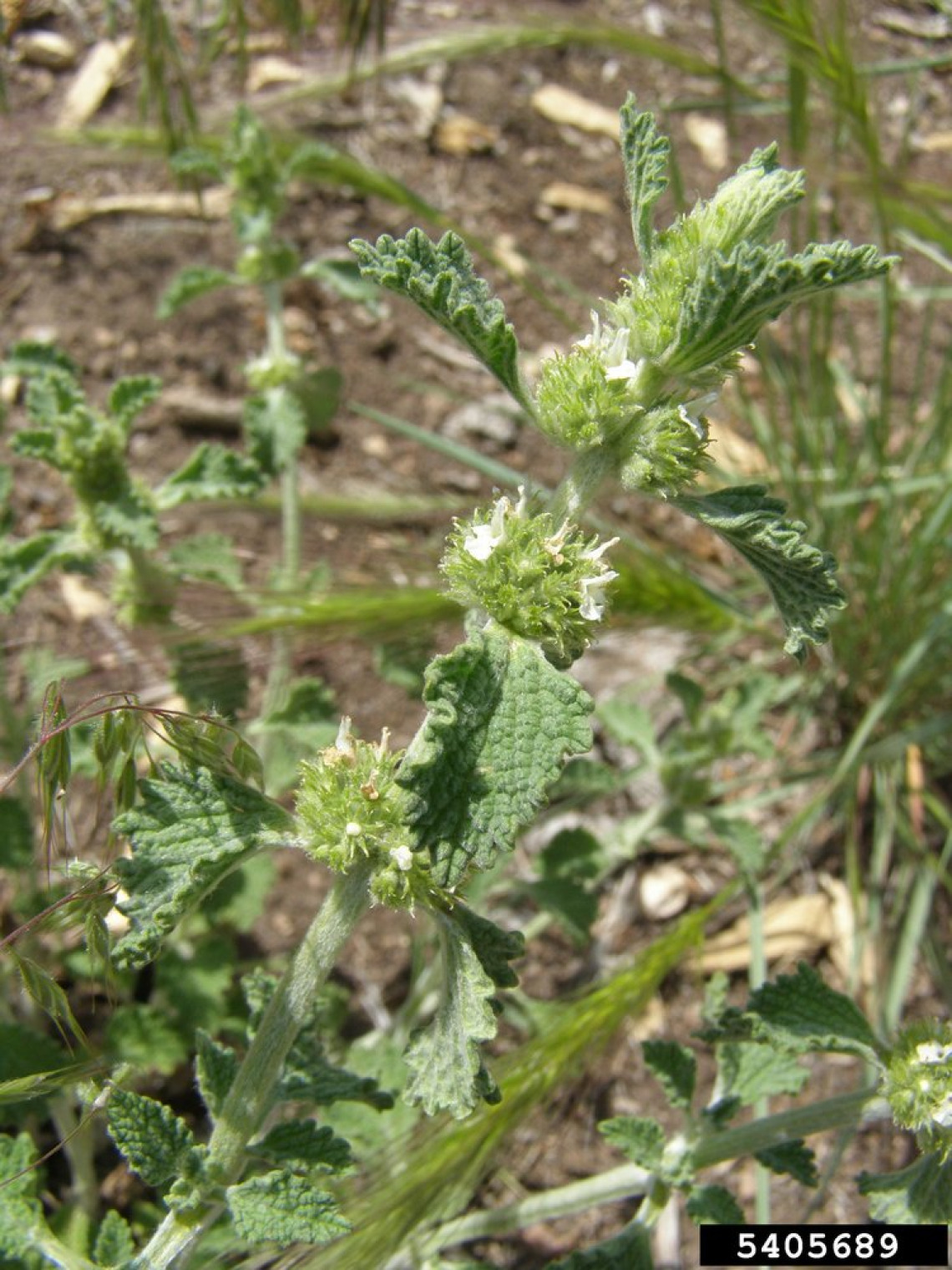 Horehound flower clusters and leaves