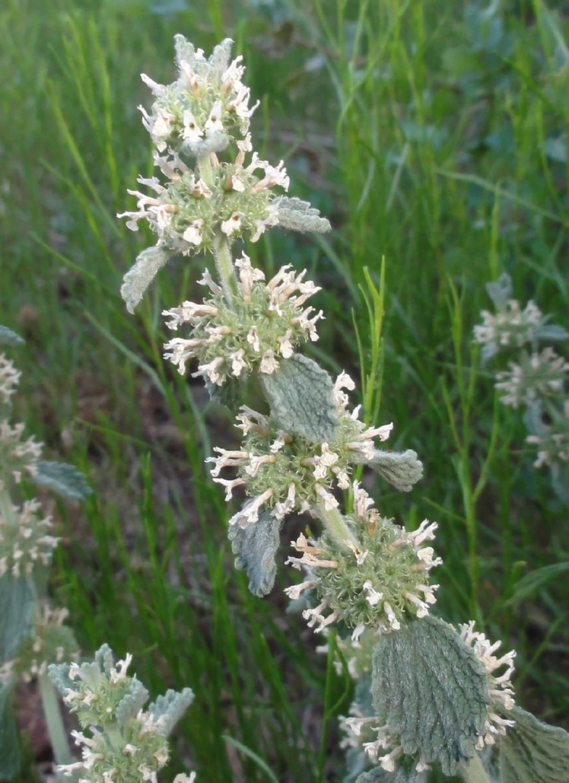 Horehound flower clusters and leaves