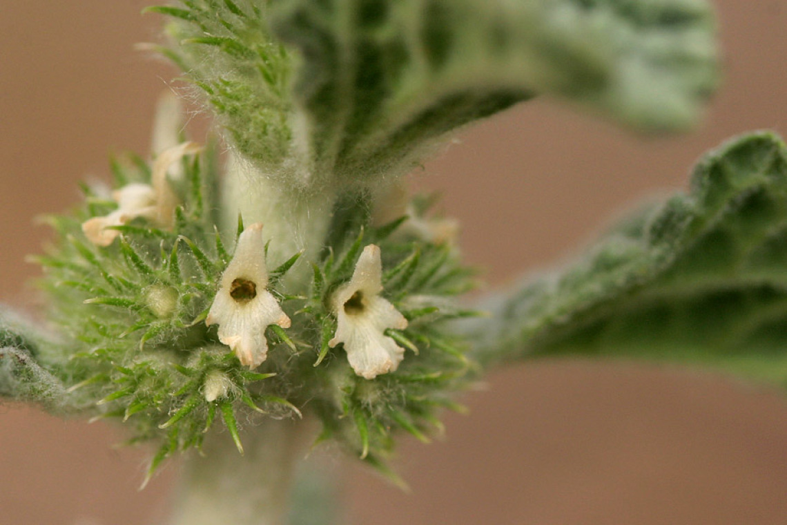 Horehound flowers