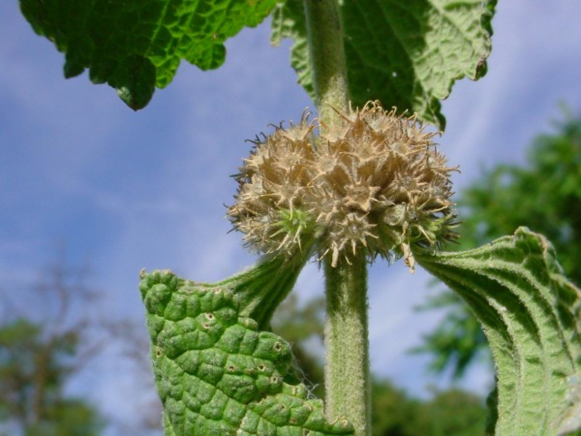 Horehound