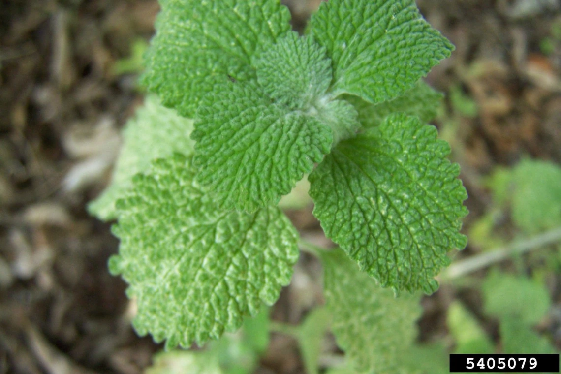 Young horehound