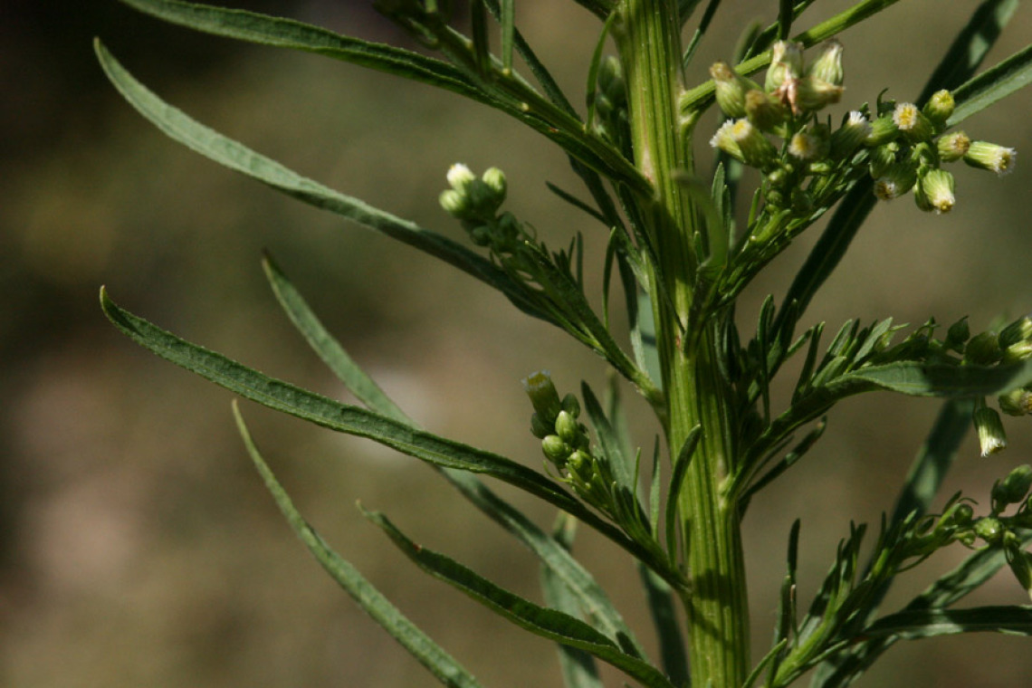 Horseweed stem leaves