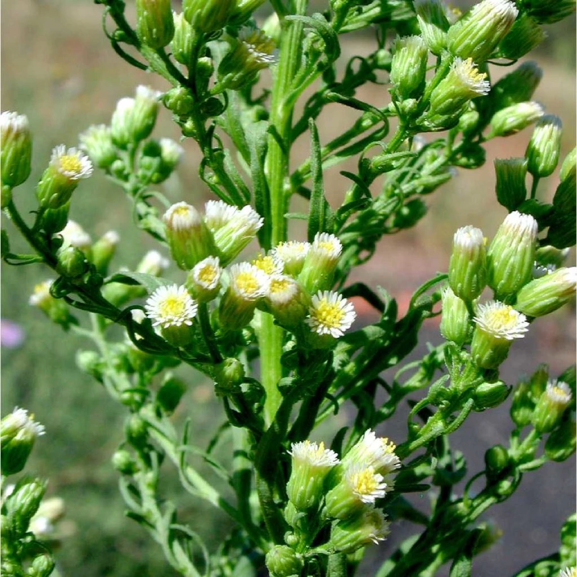 Horseweed flower heads