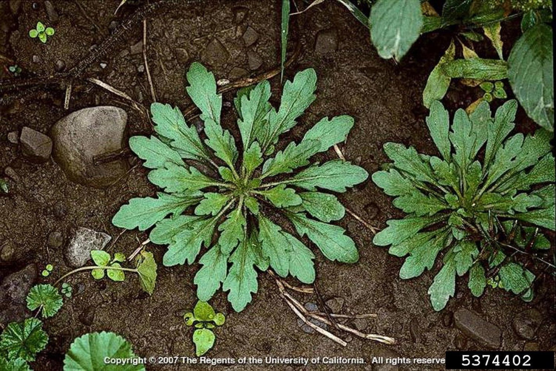 Horseweed rosette