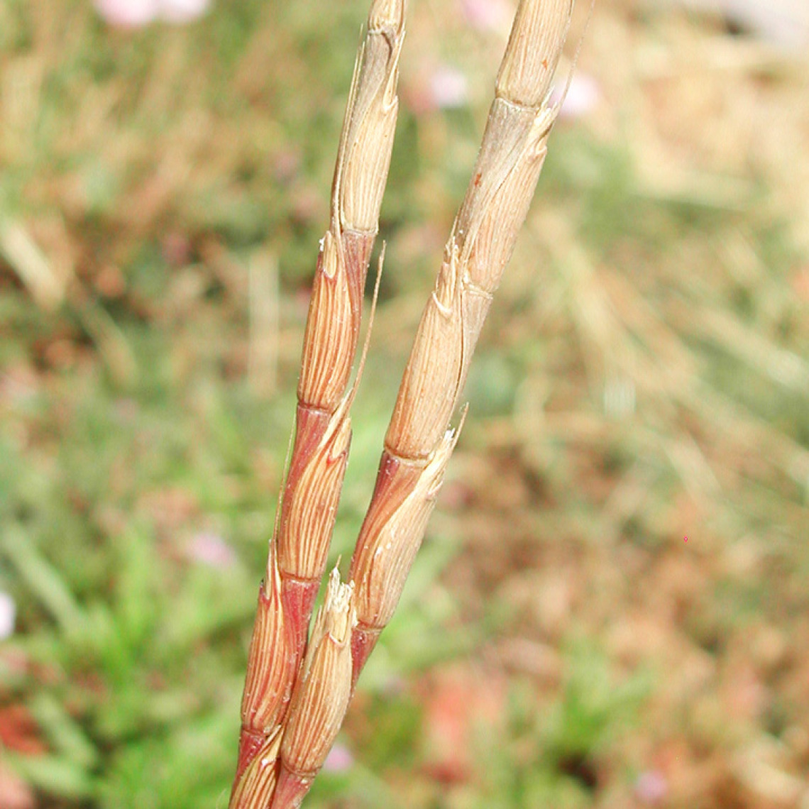 Jointed goatgrass flowers and joints