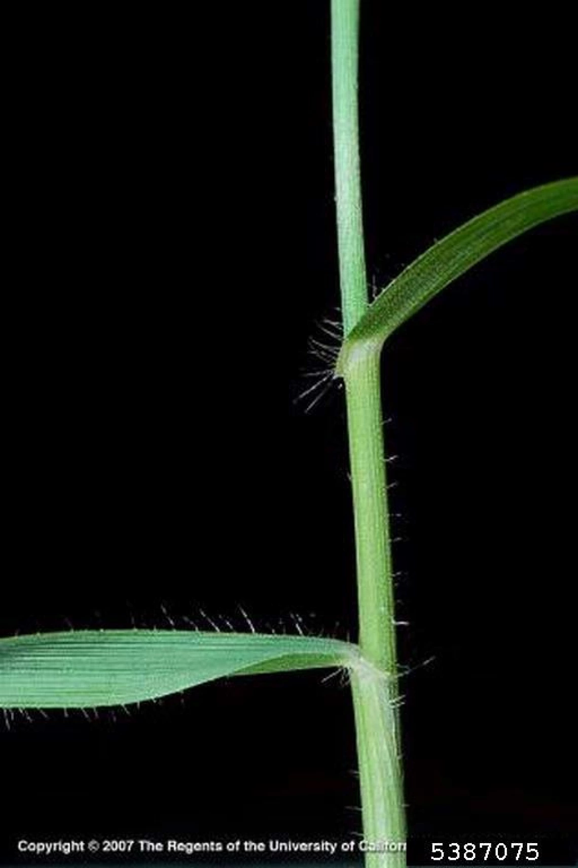 Jointed goatgrass stem collar and sheath