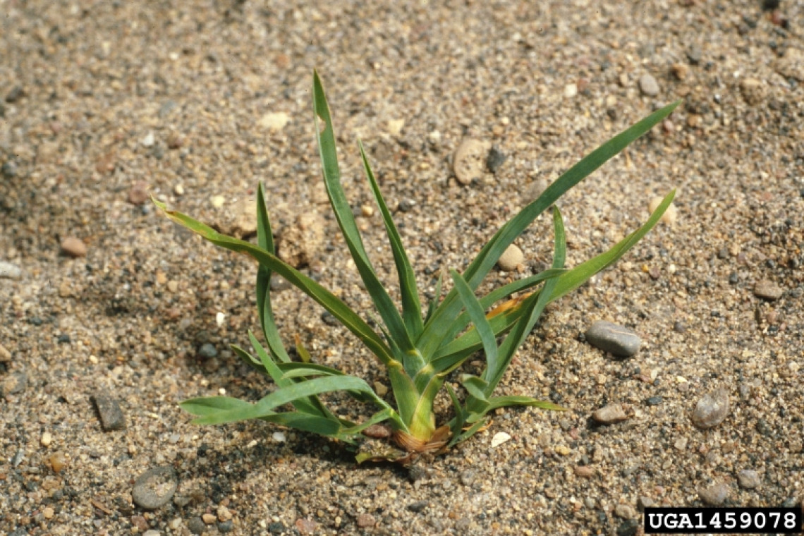 Kentucky bluegrass seedling